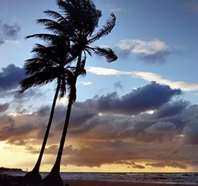 Polos vivos (banner 2)