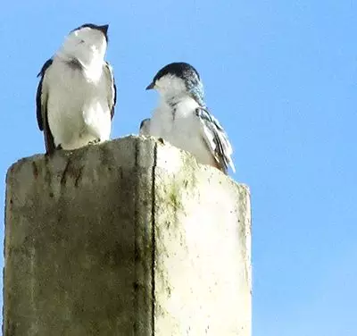 Encontrando companhias ideais (banner 3)