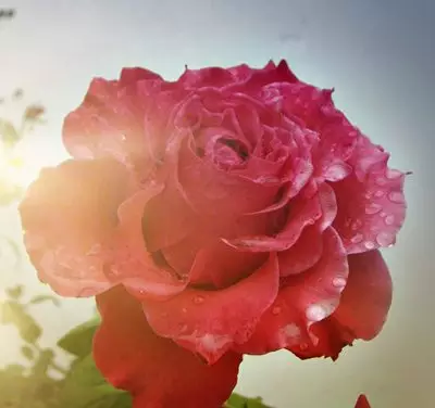 A Divina Providência.