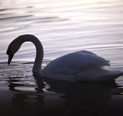 Aparências e ilusões.