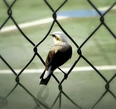 Em meio a grande dilema (banner 4)