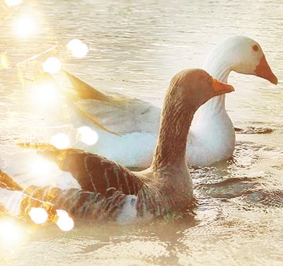 Sexo em diversos reinos.