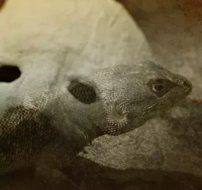 Inclinações ao abuso.