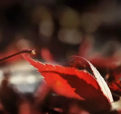 Estrutura evanescente e frágil.